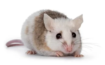 Mastomyš