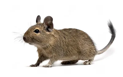 Osmák degu