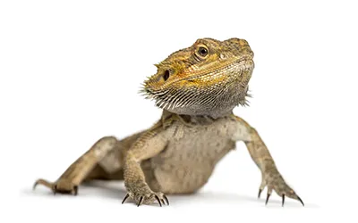 Ještěři