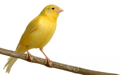 Drobní exoti