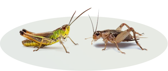 Krmný hmyz
