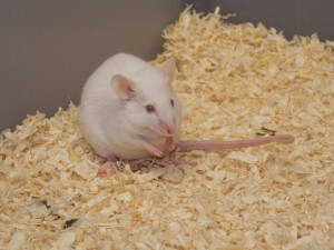 Myš laboratorní