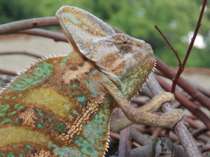 Chameleon jemenský,dospělý samec