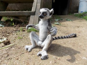 lemur kata,Alfréd