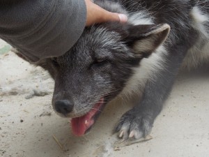 liška polární,ochočený pes Tobby